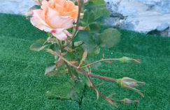 Double Bee Villa with private pool - Foto 35