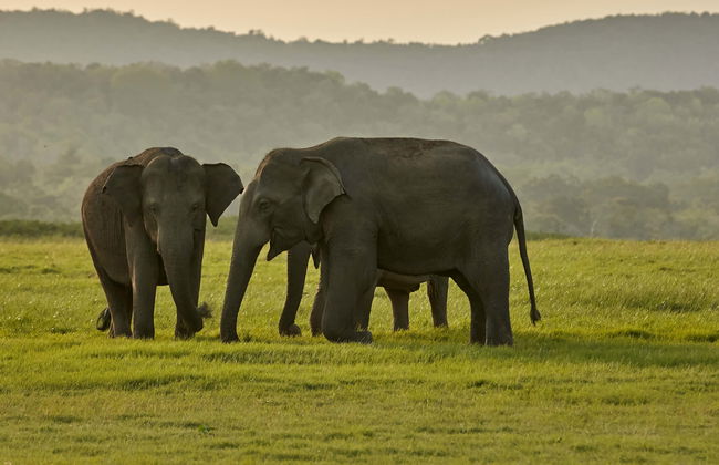 Private Kaudulla National Park Safari - Foto 1