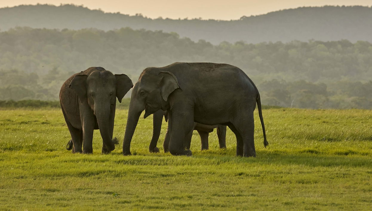 Private Kaudulla National Park Safari - Photo 1, Private Kaudulla National Park Safari