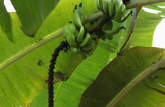 Bahia Soul - Casa Mutá - Barra Grande - Península de Maraú - Foto 57