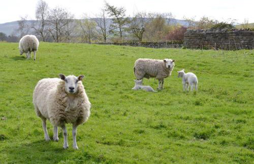 3 Bed in Leyburn oc-ds179 - Photo 7