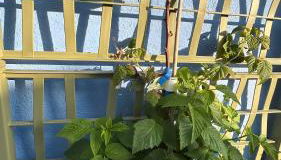 Sa Scalitta Apartment - Foto 4