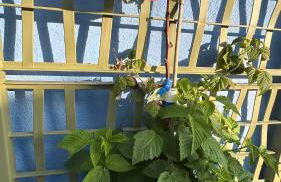 Sa Scalitta Apartment - Foto 4