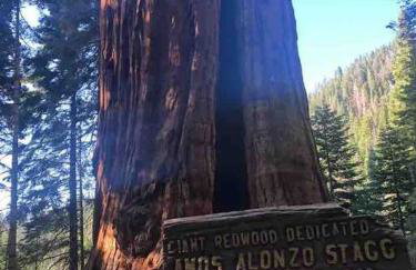 Sweet getaway in private Giant Sequoia Grove! - Foto 20