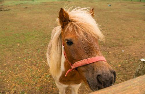 Family Cotswolds Cottage Farm Stay - The Smythy - Foto 36