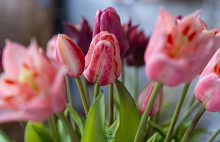 Casa Vilma 1 - Peschiera del Garda - Foto 22