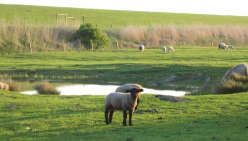 Haus Halligblick, Ferienwohnungen am Wattenmeer, Whg Hamburger Hallig - Foto 5