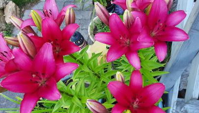 Ferienwohnung Fichtelgebirge - Foto 4, Garden