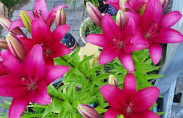 Ferienwohnung Fichtelgebirge - Foto 4