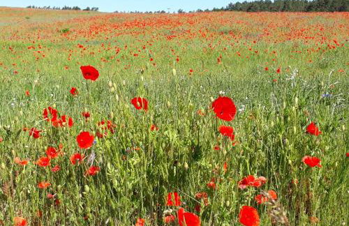 Kamminke - Reetdachhaus - Foto 3