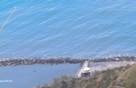 pavone bianco - Foto 17