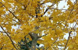 As Barxas Playa - Foto 37