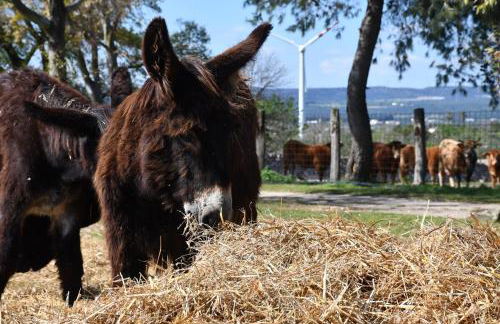 Masseria Medico di Maglie - Foto 29