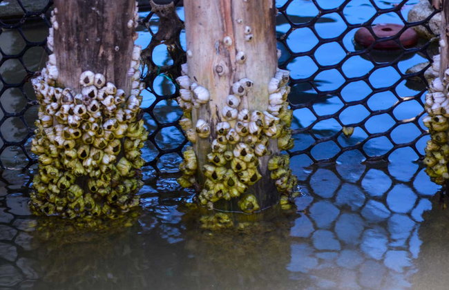 Avistamiento de aves en la Ciénaga Grande de Santa Marta - Foto 8