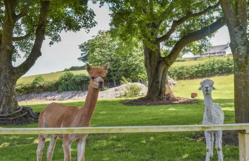 Pine Lodge - Uk30007 - Foto 38