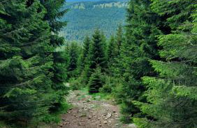 Apartament Szyszka Izerski Resort - strefa z sauną - Foto 14