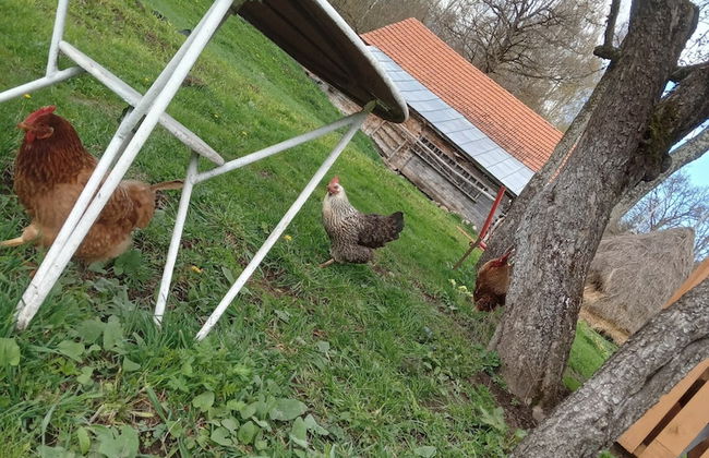 Room in Guest Room - Cozy Rural Retreat in Roşia Montana - Photo 59