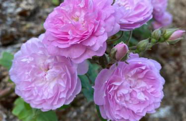 Résidence Terra Théa - Foto 107