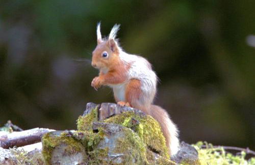 Rosemount Bothy - Highland Cottage - Foto 63
