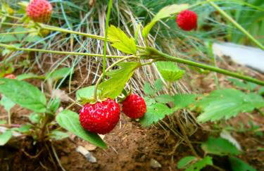 Apartment Luno - Foto 43