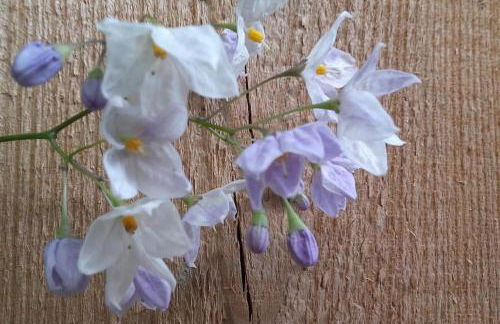Le Patio 4*. SPA, jardin, piscine en provence, proche Grignan - Foto 42