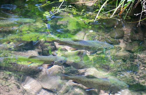 Apartment in Alsace With Nature Retreat - Foto 25