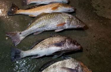 Las Casitas on Magnolia Beach - Casita A - Foto 19