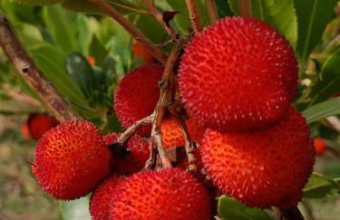 Quinta da Estima - Foto 61