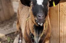 Gites Ferme de la Baie - Foto 32