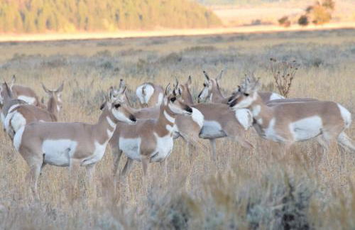 Gorgeous Jackson Hole Condo in Top location with Great Views and Private Deck with Barbeque! - Foto 44