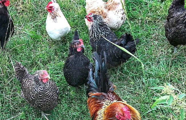 6 Person Holiday Home in Stjarnhov-by Traum - Foto 6