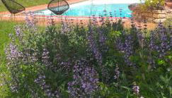 Le Baron Perché - Foto 3, Garden