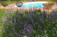 Le Baron Perché - Foto 3