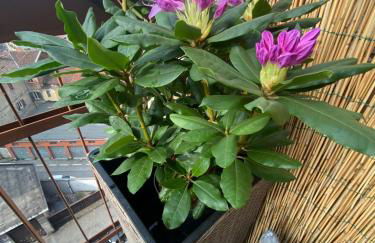 Attico White Rabbit - Foto 15