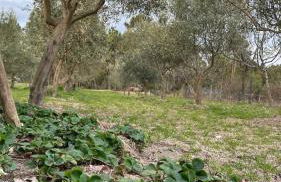 Casa da Oliveira - Foto 14