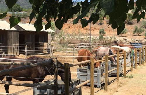 Mas Perdiueta - Foto 8