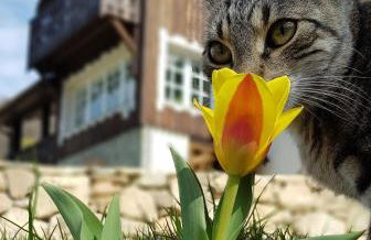 Dom Jesionów - Foto 62