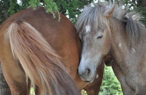 Le Mas de Fournery - Photo 41