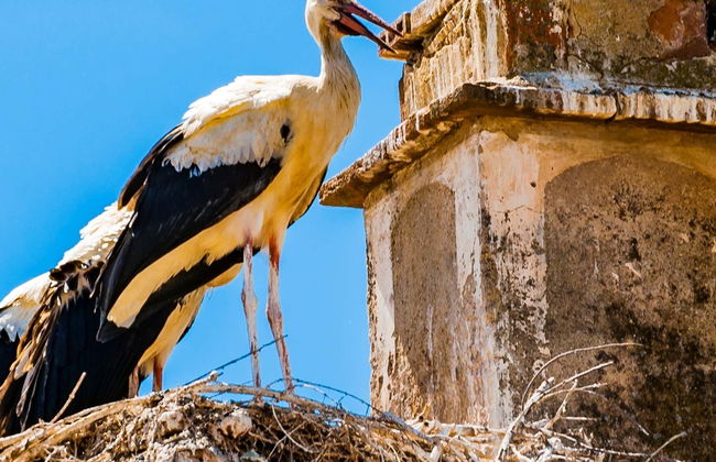 Observation d'oiseaux en Estrémadure - Photo 11