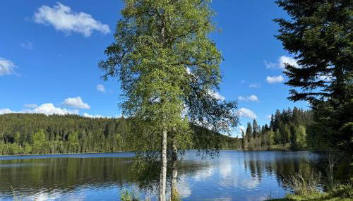 BergOase-Apart am Feldberg - Foto 5