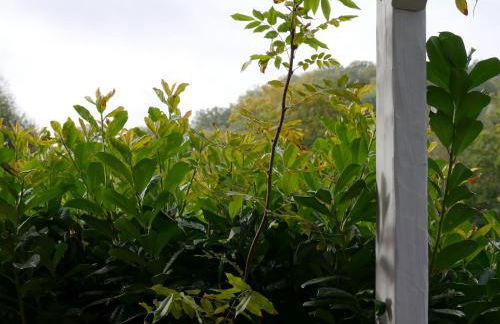 Ferienwohnungen Knodel - Foto 6