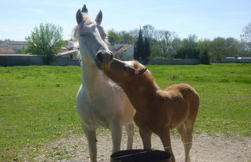 Mas du Notaire - Photo 73