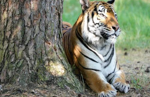 Luxuszelt im Serengeti Park - Foto 28