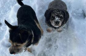 Das Waldhaus - Foto 28