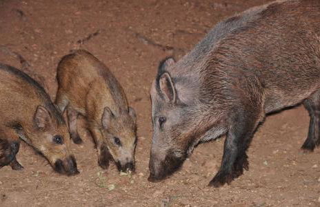 Casa Rural Los Parrales - Foto 46
