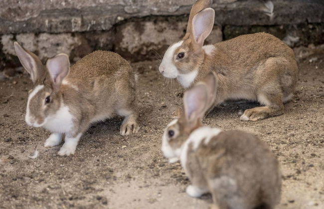 Traldi Resort - Foto 28