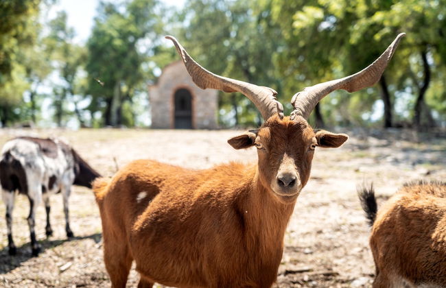 Château les Crostes - Foto 53