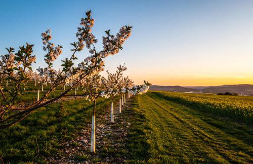 Cityappartement am Kirschberg - Foto 34