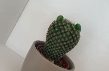 Fewo BOHO mit eigenem Garten nähe Salzburg - Foto 9