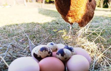 Bieszczadzkie Nocowanie - komfort w sercu natury - Foto 4
